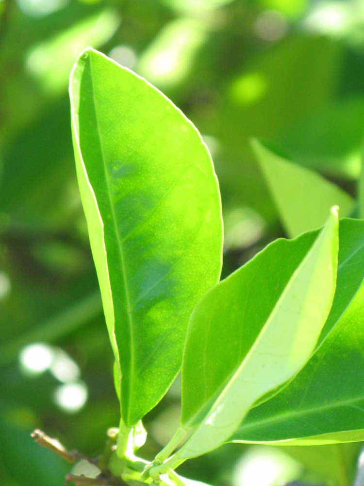              Unifoliolate leaf (Winter Haven, FL)       